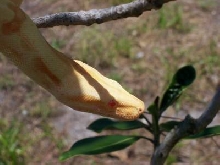 albino head shot male 05