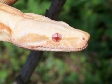 Head shot albino