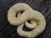 male 2 tone body