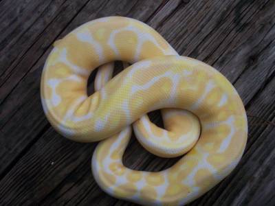 male 2 tone body