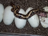 baby fire