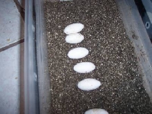 blk tree monitor eggs