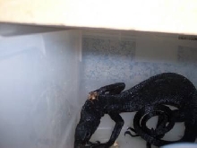 blk tree monitor