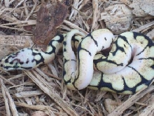 new hatchling