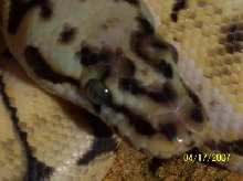 bumble bee