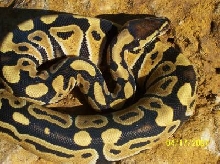 canary pastel