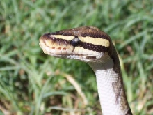 cobra stace