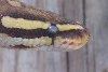 Head shot lemon back hypo