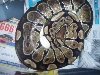 parodox