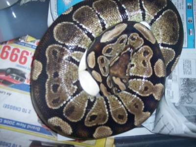 parodox