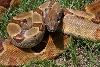 hypo