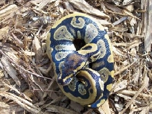 granite yellow