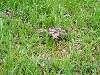 guyana in grass