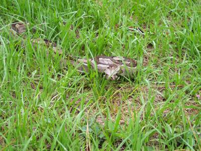 guyana in grass
