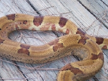 hypotail