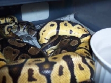 late breeding