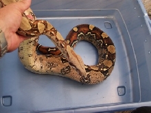 lattertail