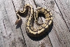 lemon back hypo