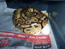 lemonback hypo x pastel