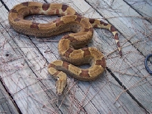 male hypo