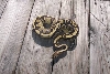 male lemon back hypo
