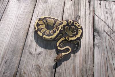 male lemon back hypo