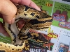 male leopard ball