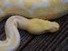 male two tone