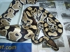 new fwmale