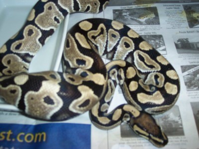 new fwmale
