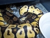 lp breeding