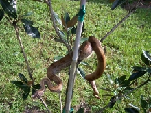 red male sabogae