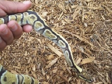 lemon back hypo