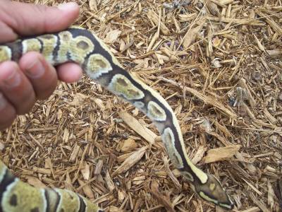 lemon back hypo