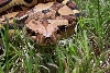 head