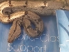 thin line boa