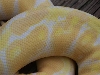 two tone albino