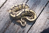 lemon hypo