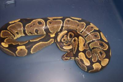female strange color