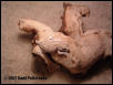 Geckonia chazaliae