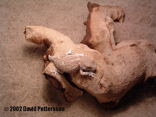 Geckonia chazaliae