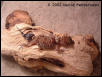 Underwoodisaurus milii