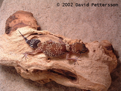 Underwoodisaurus milii