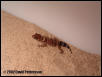 Underwoodisaurus milii