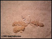 Geckonia chazaliae