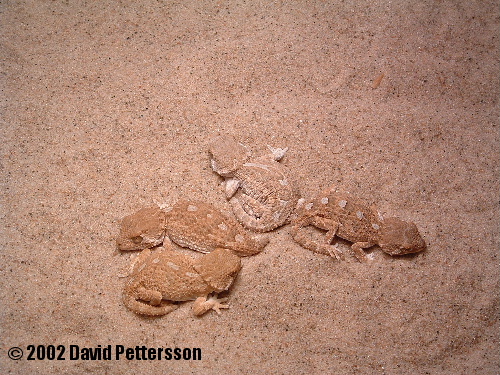 Geckonia chazaliae
