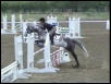 Blue Roan Sport Horse
