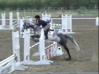 Blue Roan Sport Horse