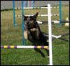Jump for Joy