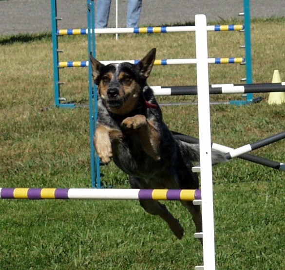 Jump for Joy
